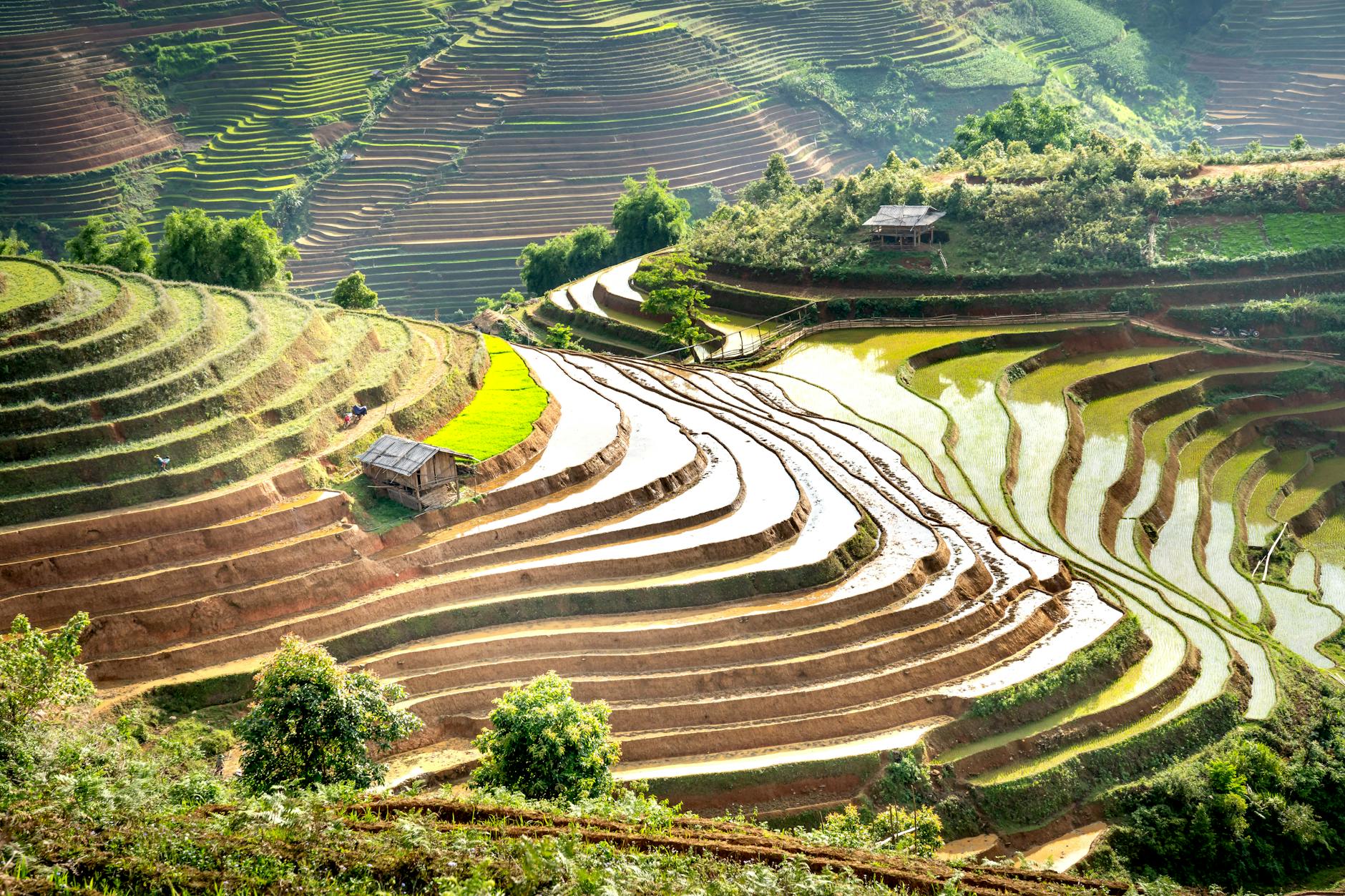 Tarasowe pola ryżowe z lotu ptaka w letnim krajobrazie